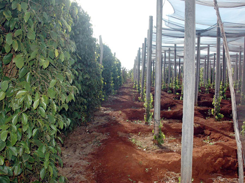 Gia Lai Dịch bệnh trên cây tiêu hoành hành – Nông dân vẫn chủ quan